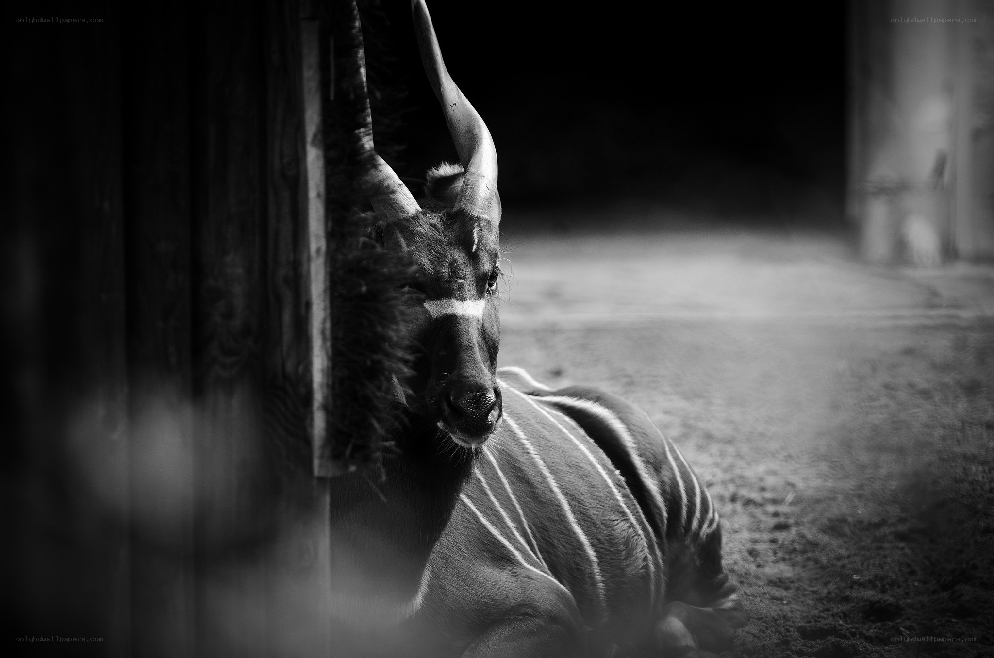 Bongo antelope resting in shadow