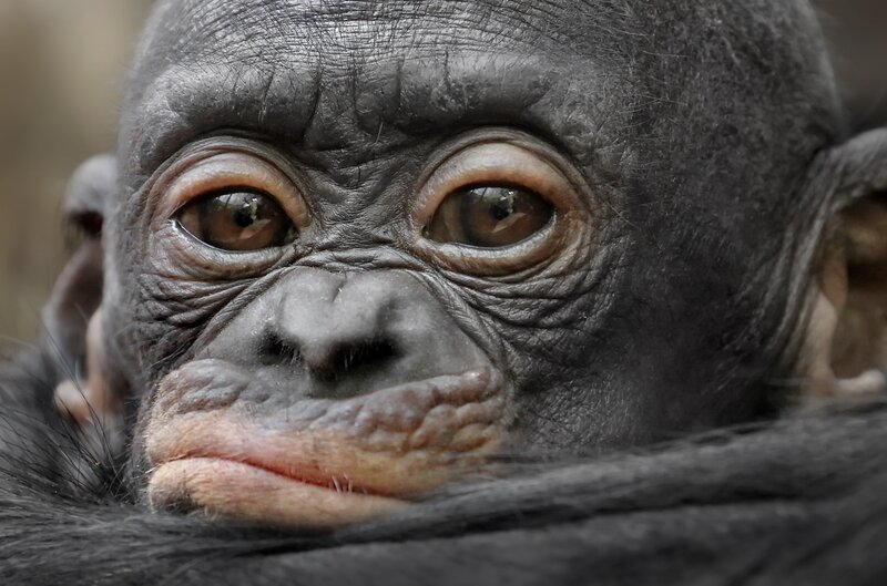 Bonobo Baby Face