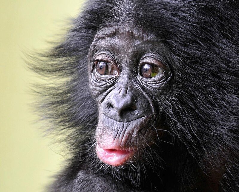 Bonobo Infant