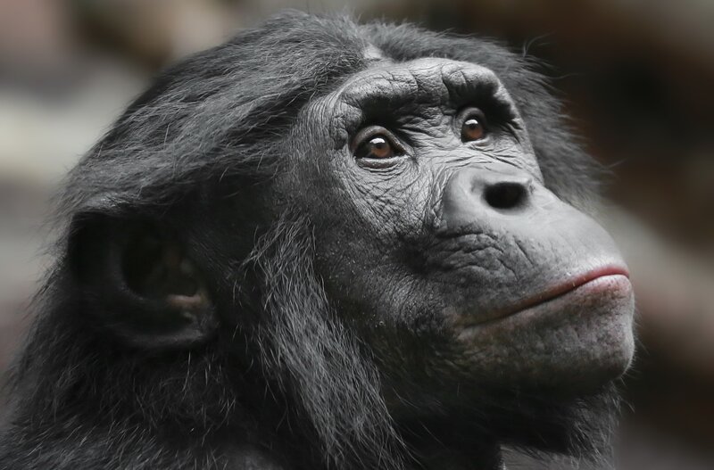 Bonobo Monkey Face — Black, Neutral