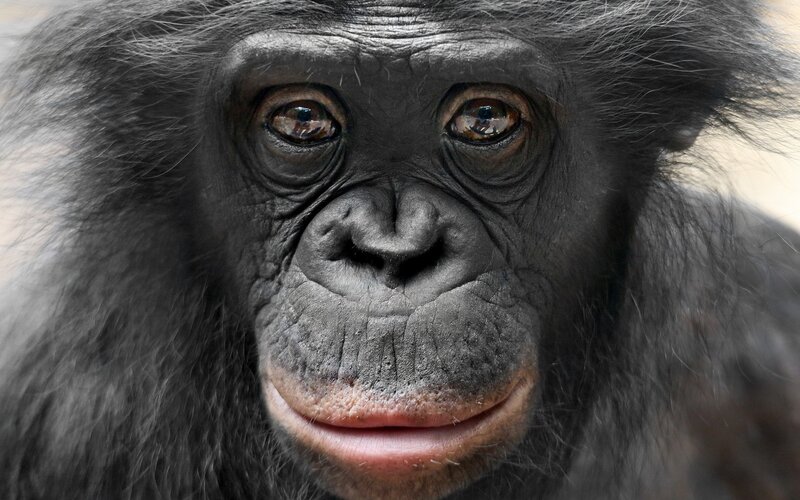 Bonobo Monkey Face — Black
