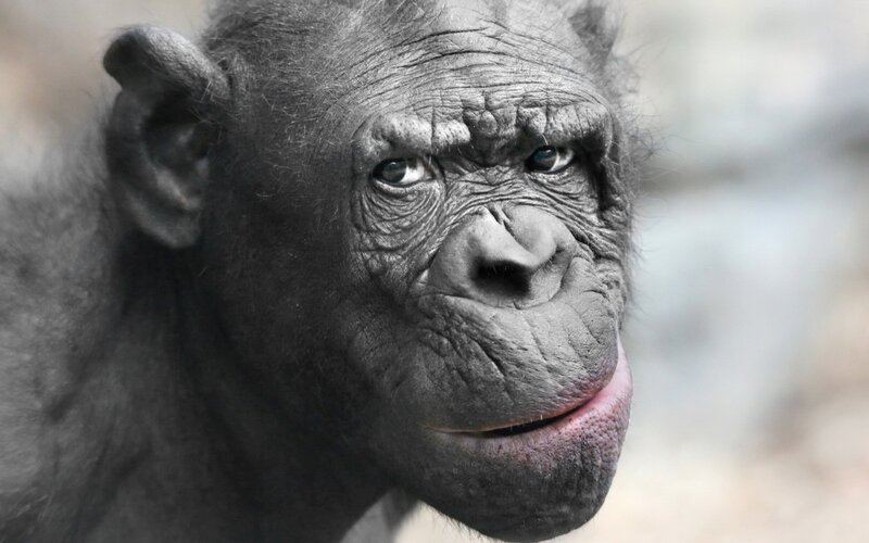 Bonobo Monkey Face — Gray