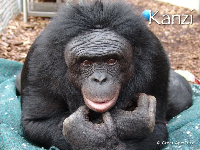 Bonobo Monkey