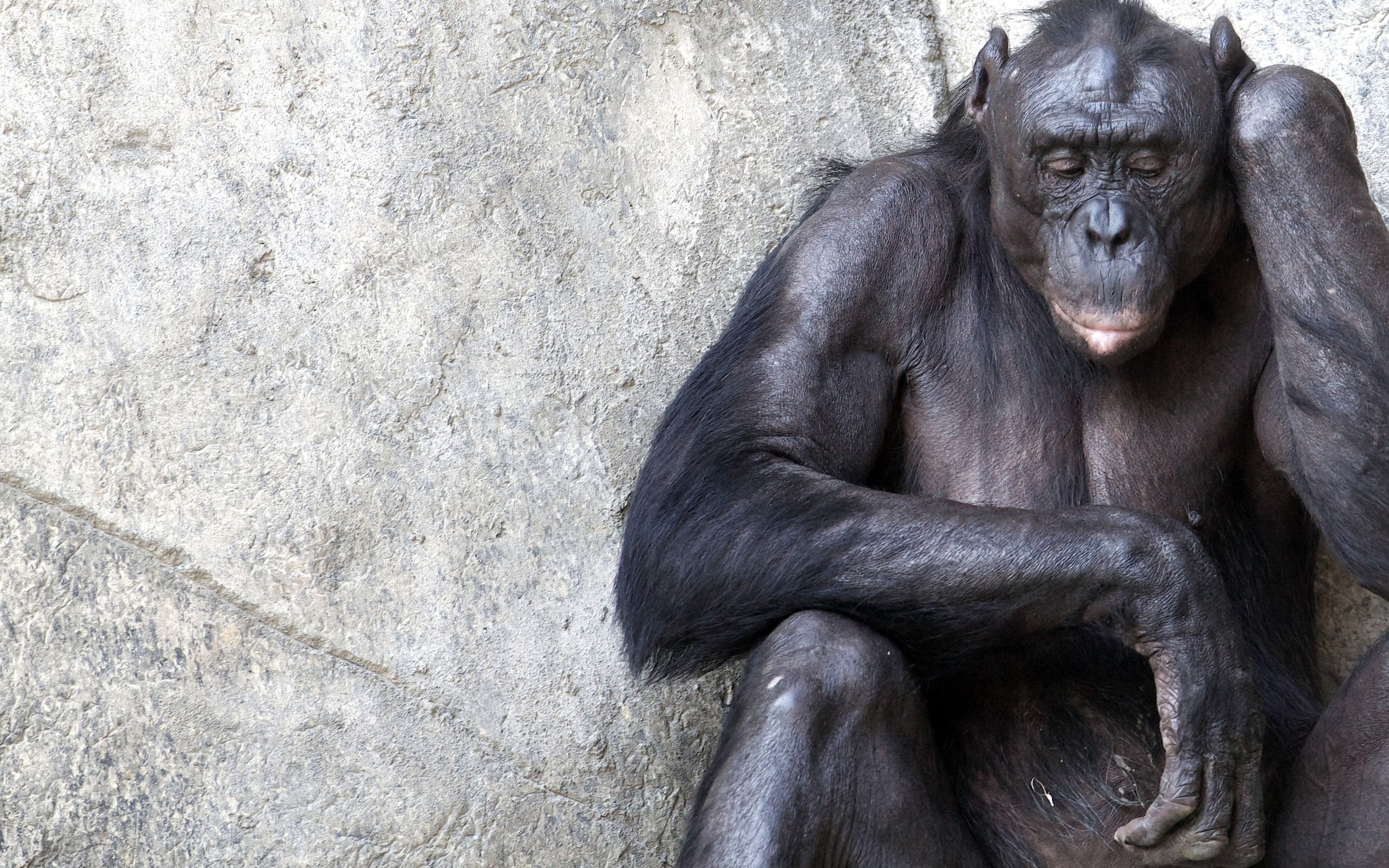 Bonobo resting against a wall