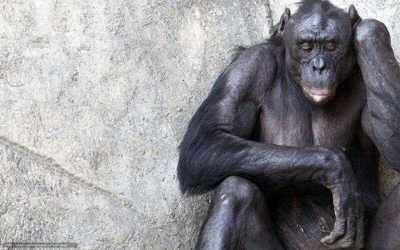 Bonobo resting against stone