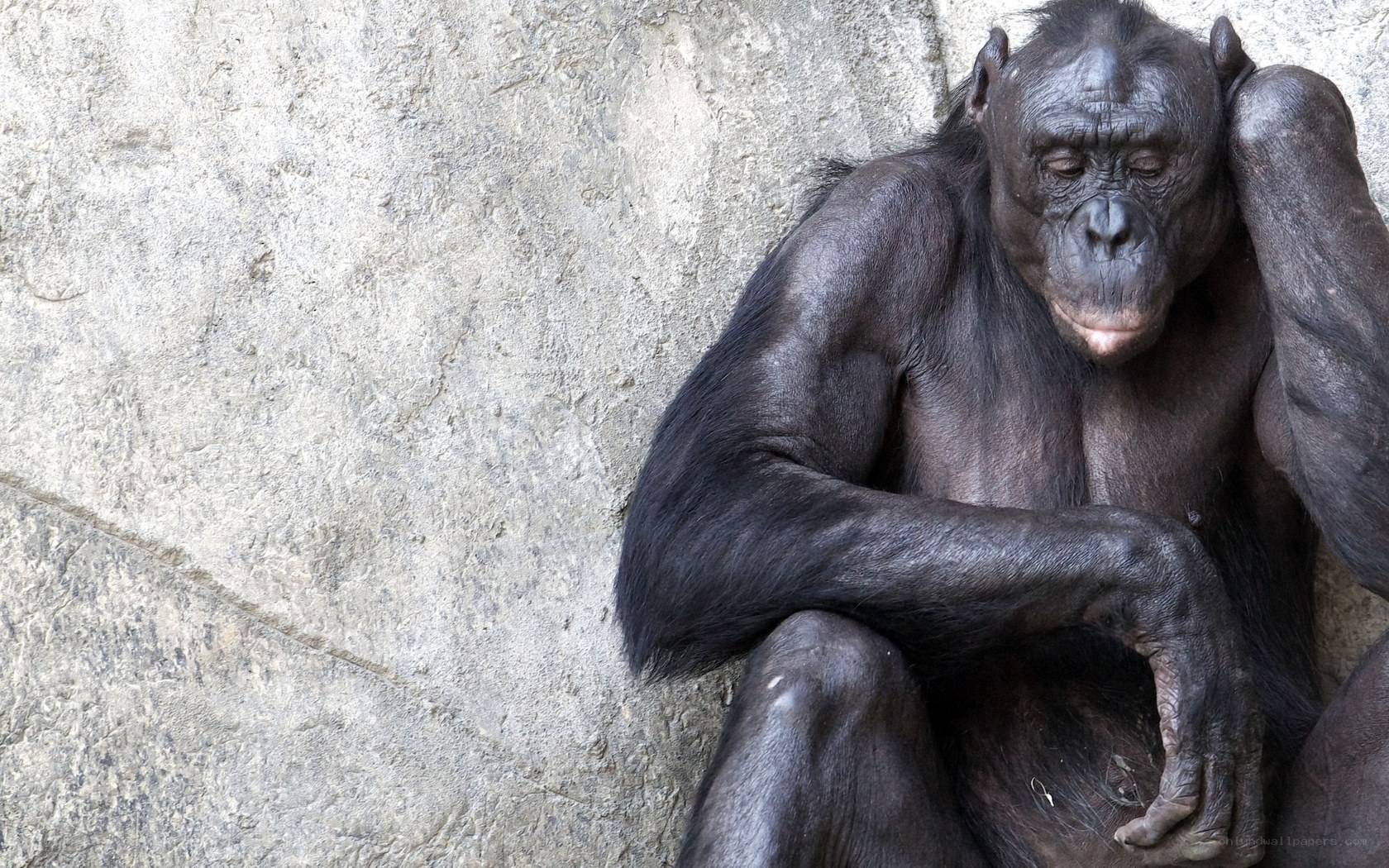 Bonobo resting against stone