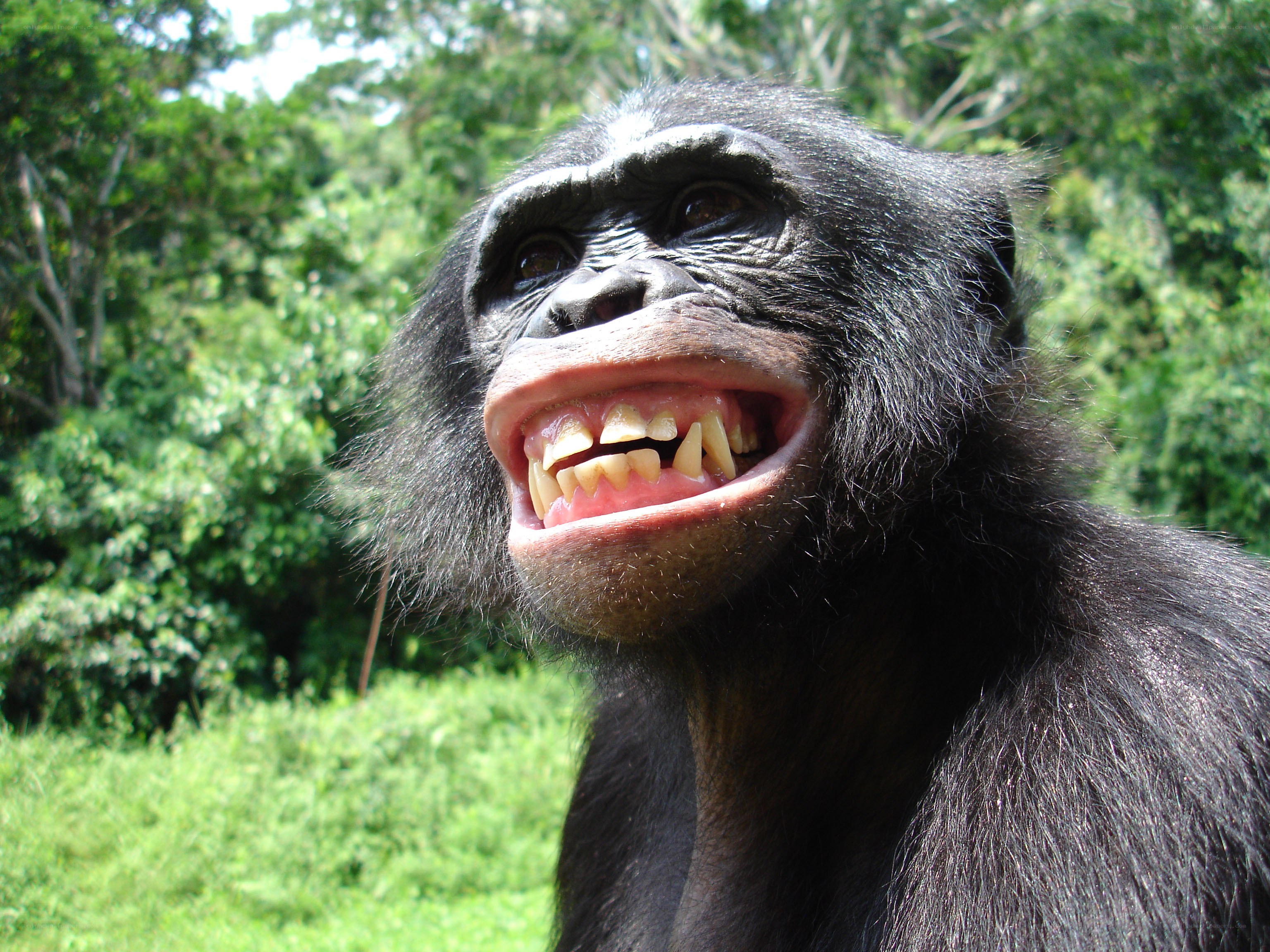 bonobo showing teeth