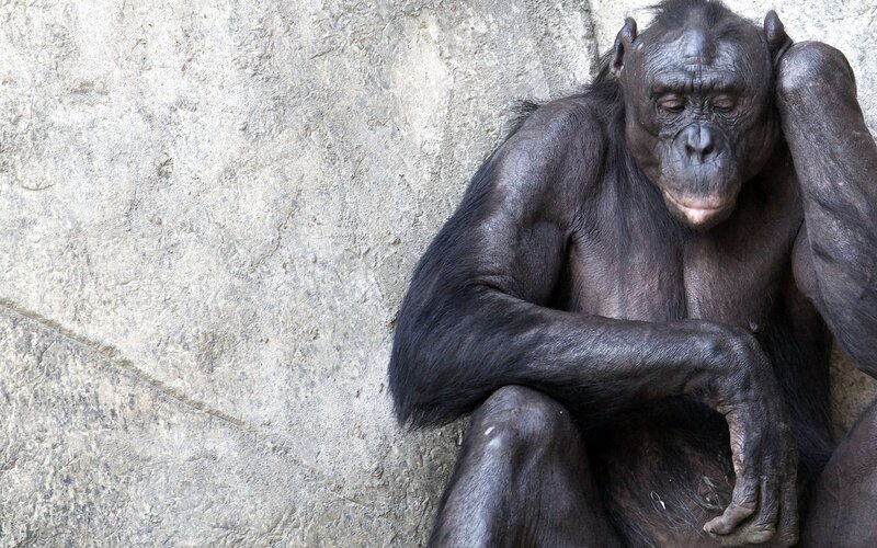 Bonobo Sitting Against Wall — Gray, Calm