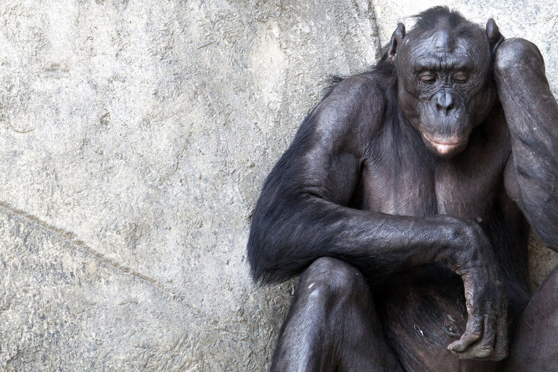 Bonobo Sitting Against Wall