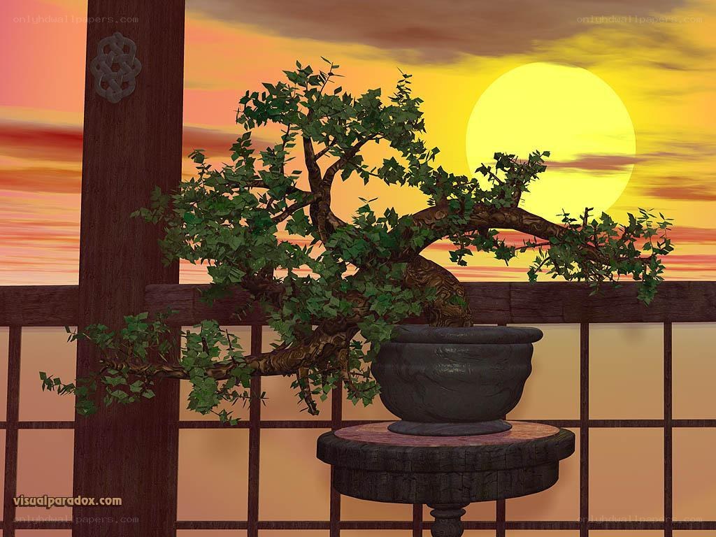Bonsai at sunset