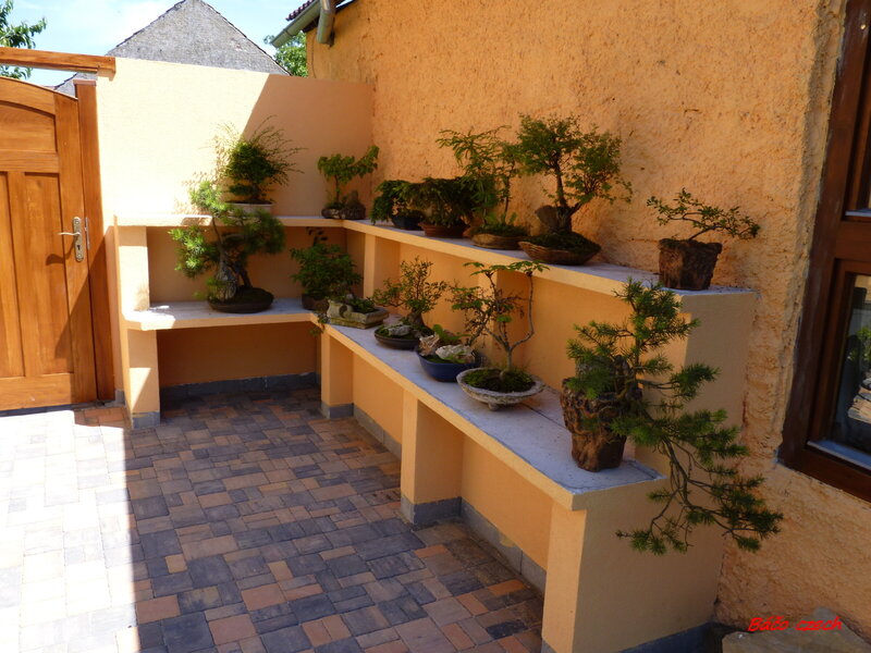Bonsai Collection on Shelves