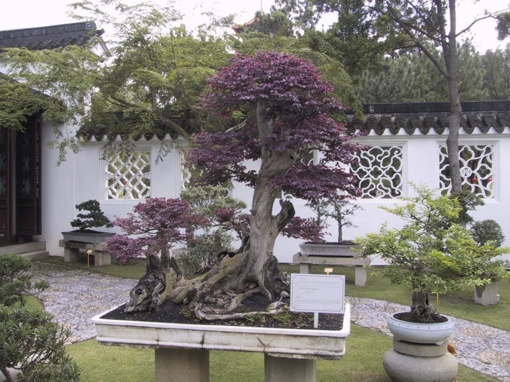 Bonsai display in a garden