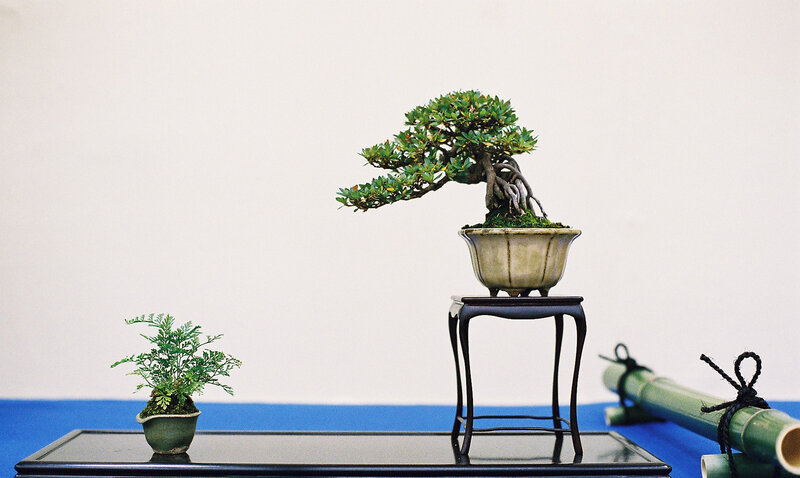 Bonsai display on a table