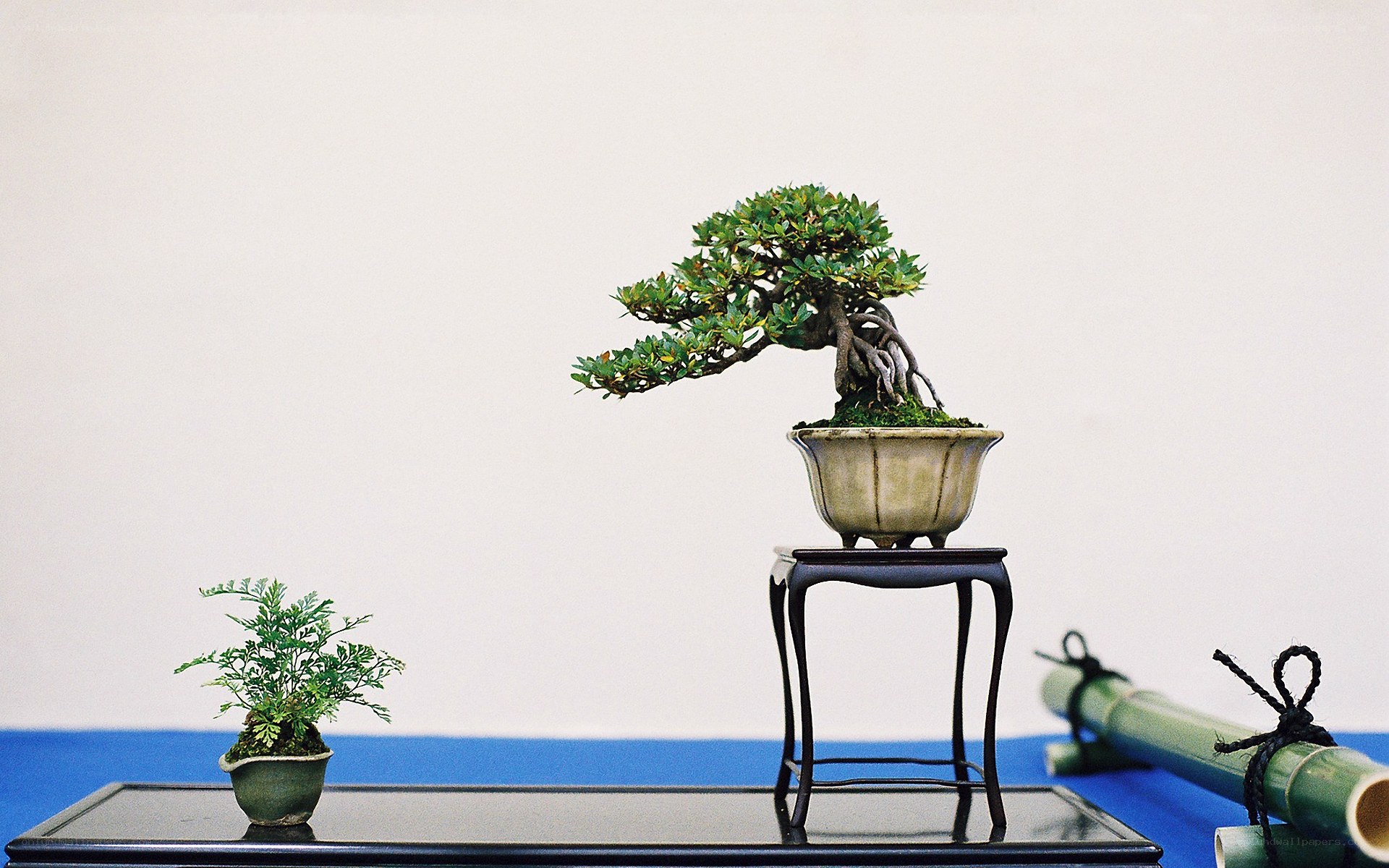Bonsai display on table