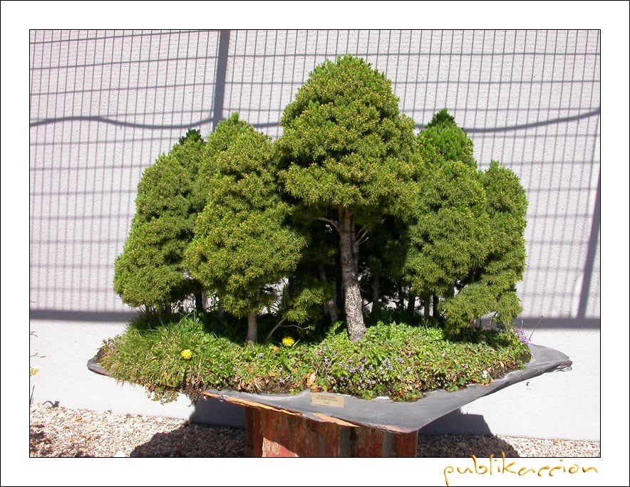 Bonsai forest display