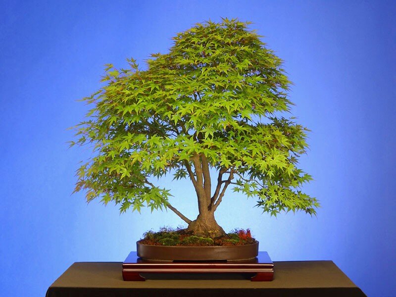Bonsai Maple Tree — Blue
