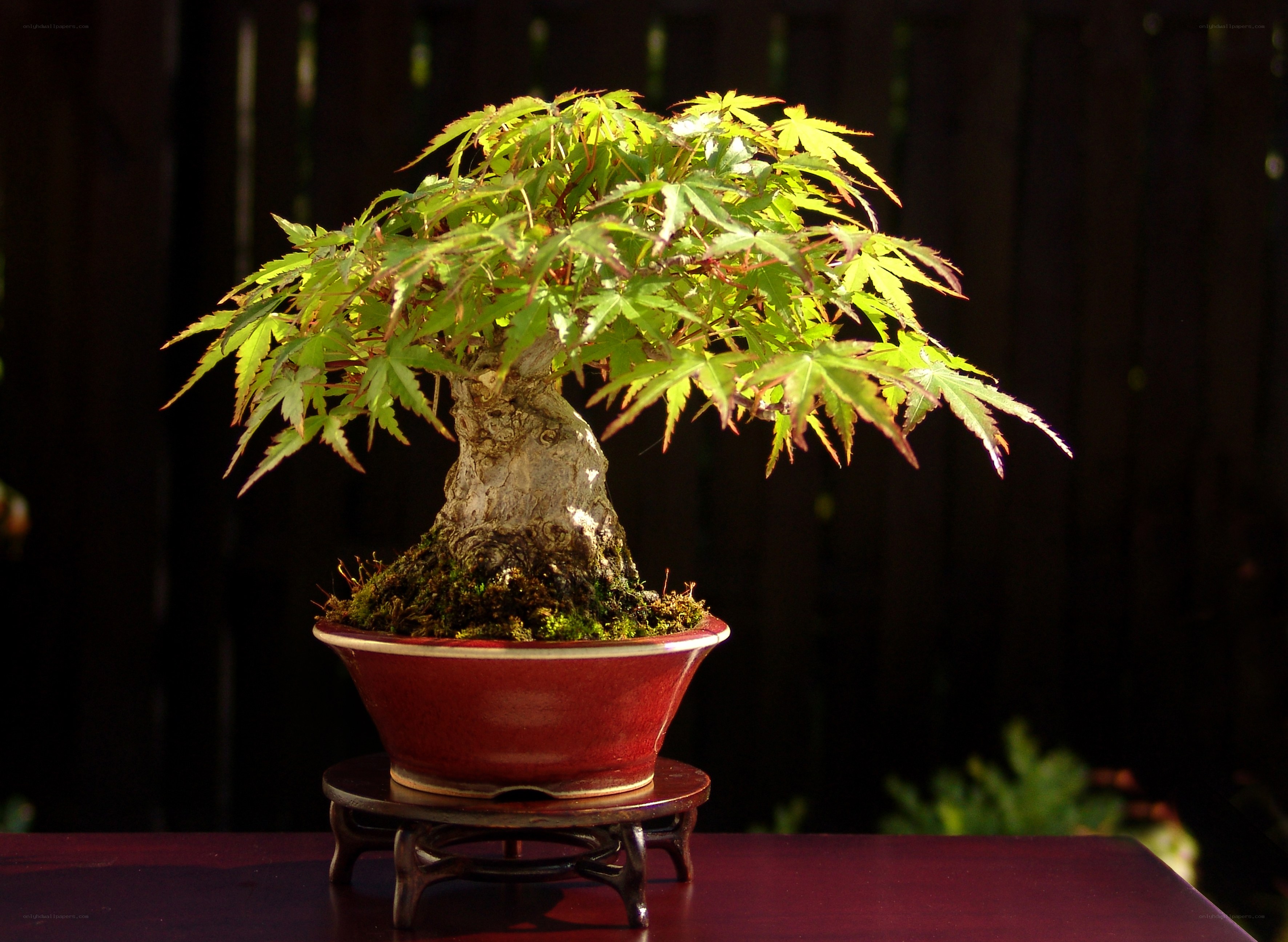 Bonsai maple tree in pot