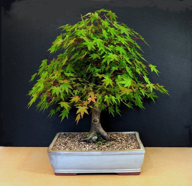 Bonsai maple tree