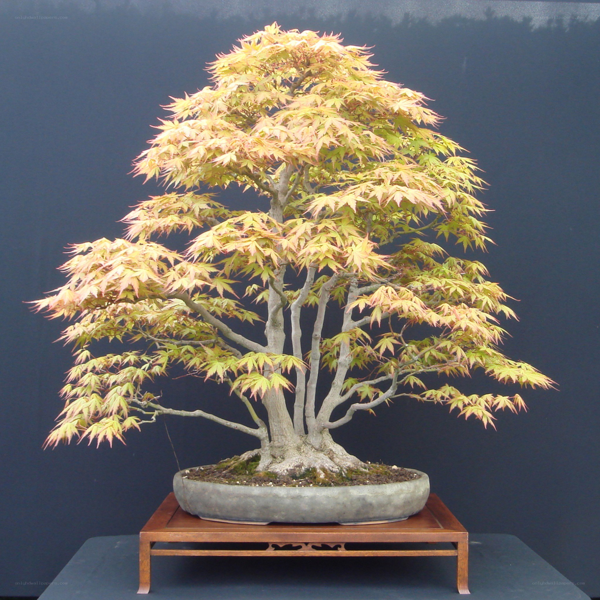 Bonsai maple tree with yellow leaves