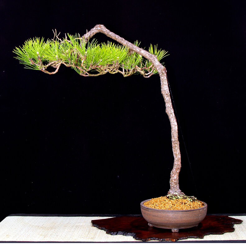 Bonsai Pine Tree — Brown