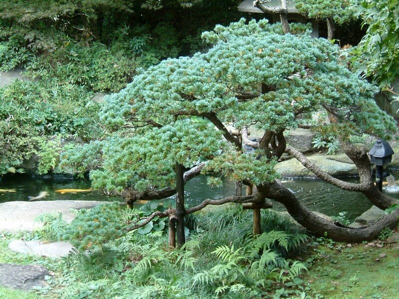Bonsai Pine Tree — Green