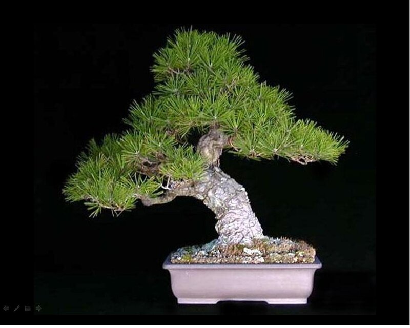 Bonsai Pine Tree