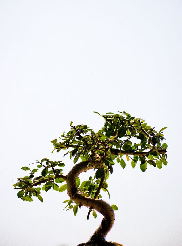 Bonsai tree against sky