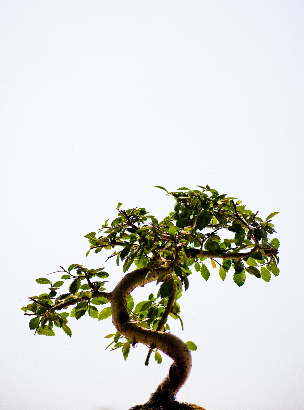 Bonsai tree against sky