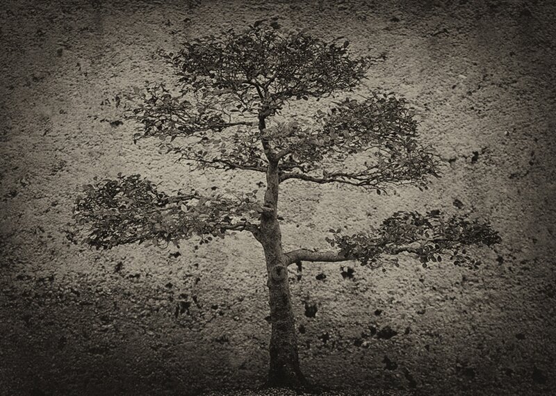 Bonsai Tree Against Wall