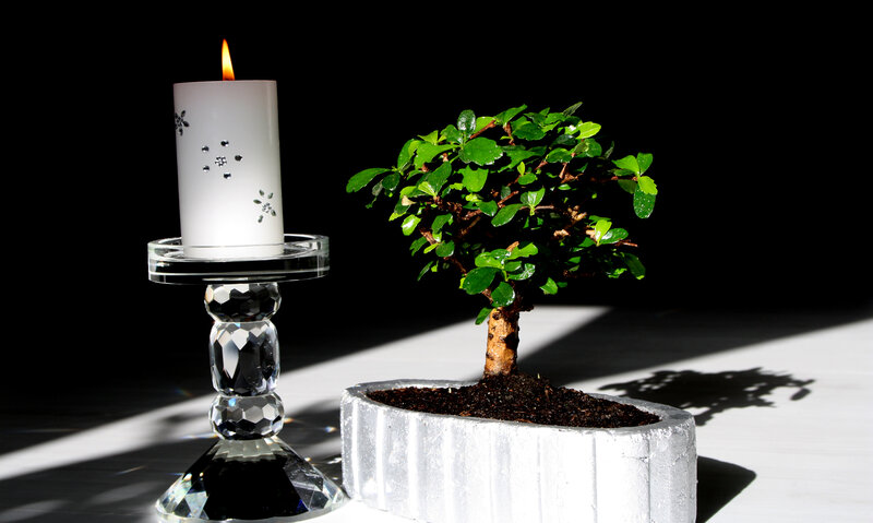 Bonsai Tree and Candle