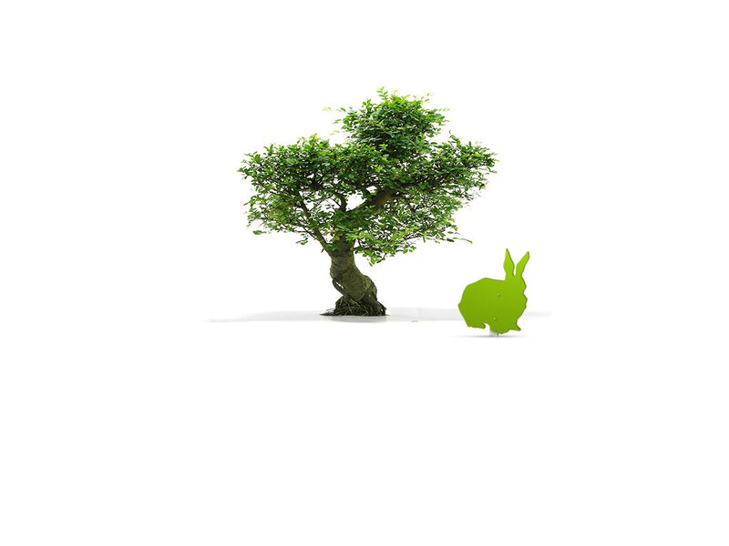 Bonsai tree and green rabbit