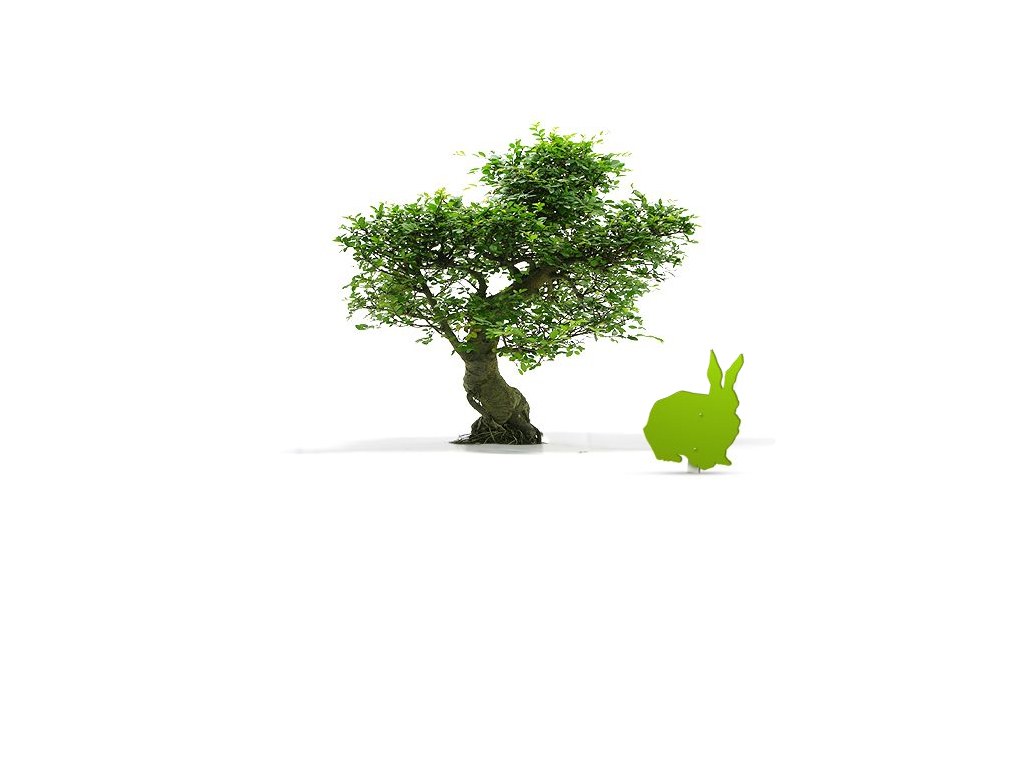 Bonsai tree and green rabbit