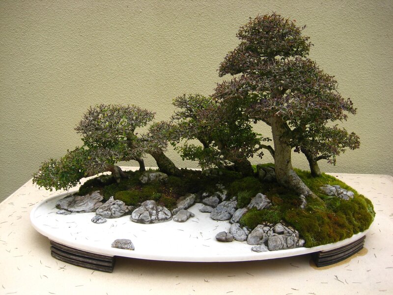 Bonsai tree arrangement