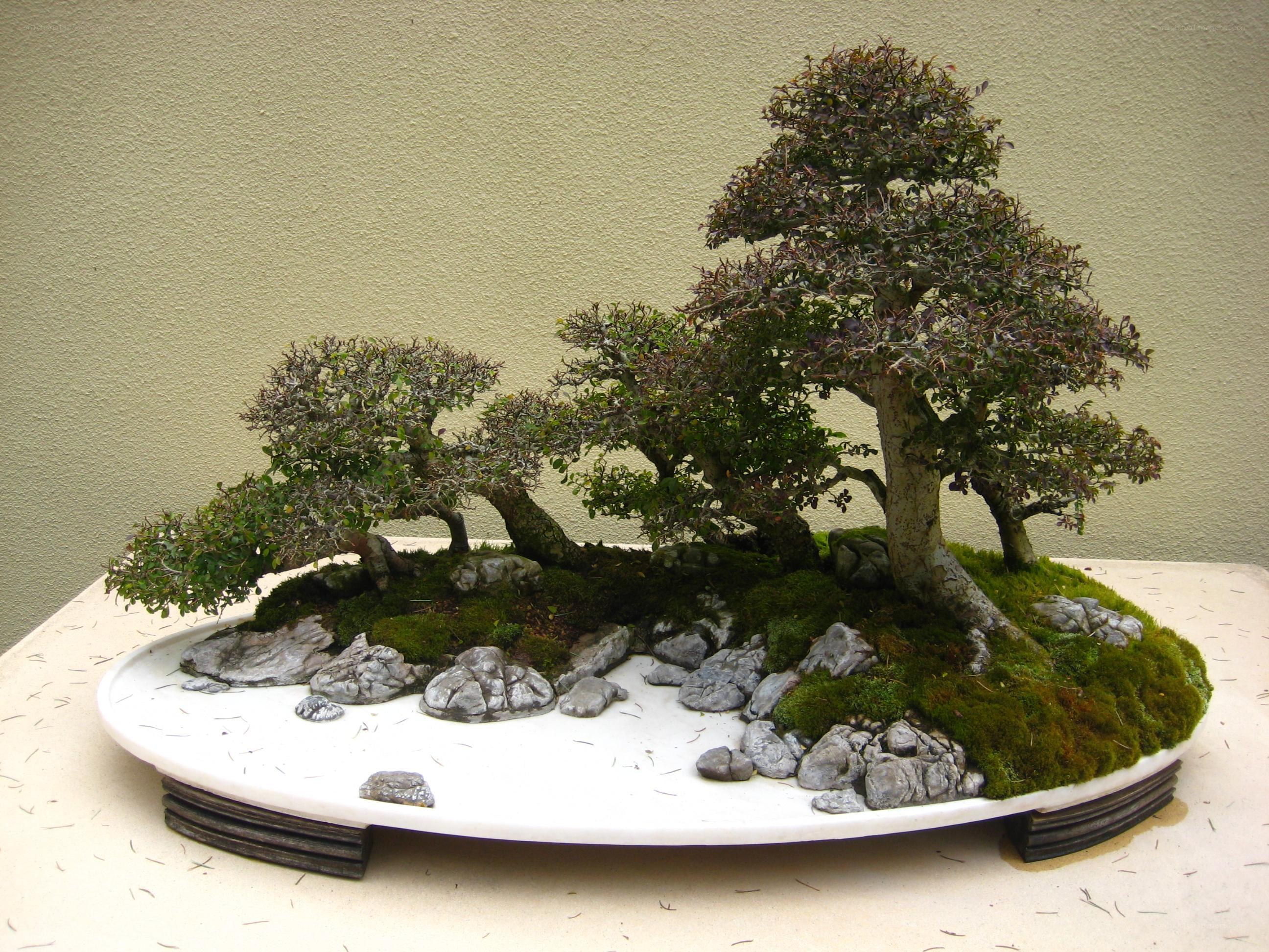 Bonsai tree arrangement