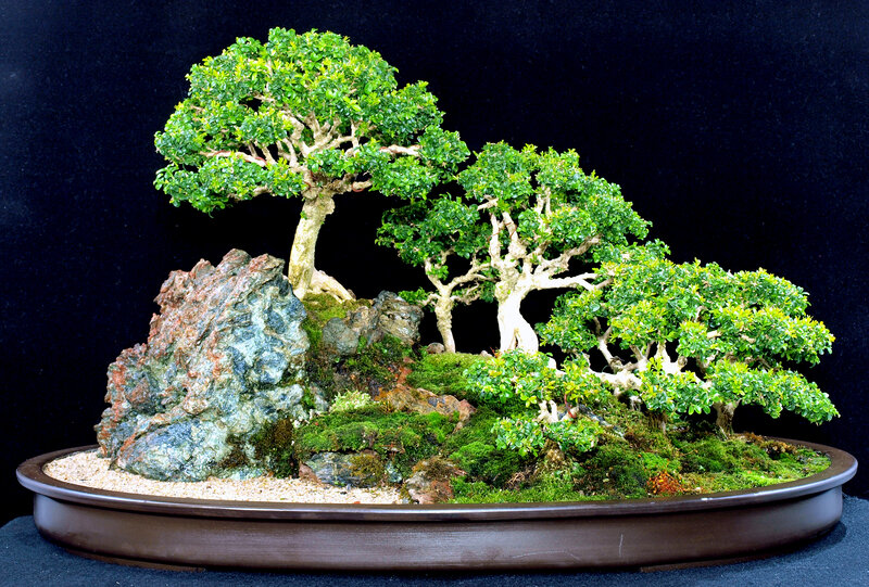 Bonsai tree arrangement