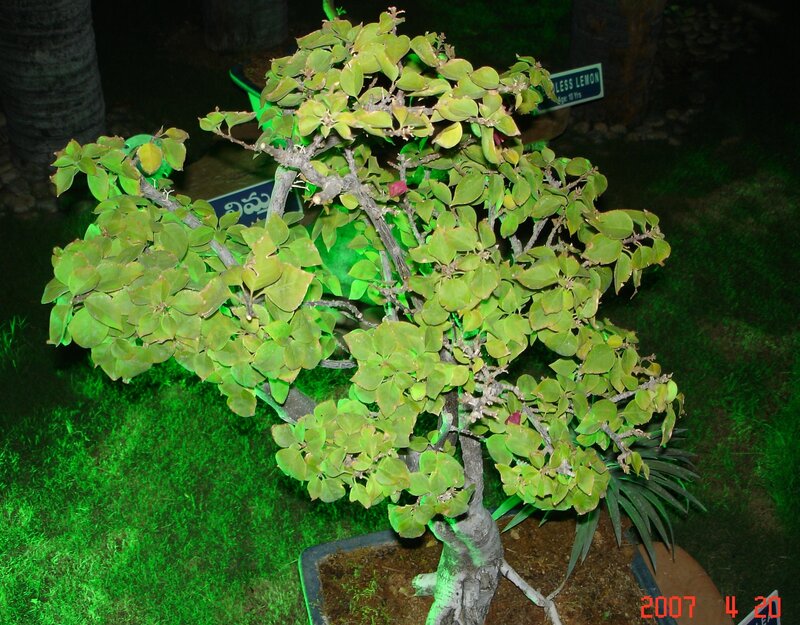 Bonsai tree at night