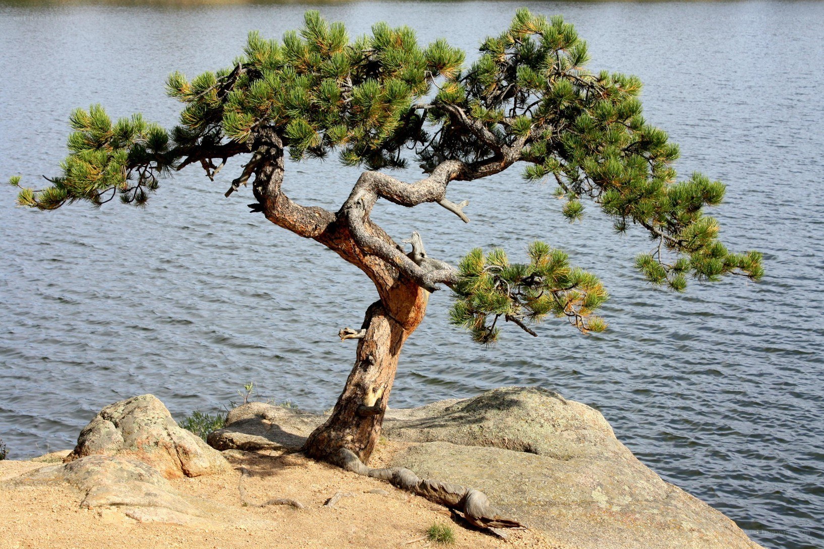 Bonsai tree by the lake