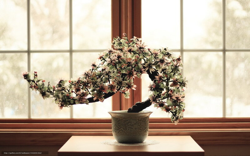 Bonsai tree by the window