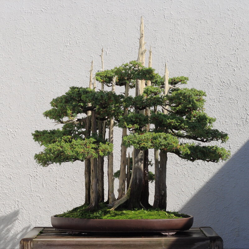 Bonsai Tree Cluster