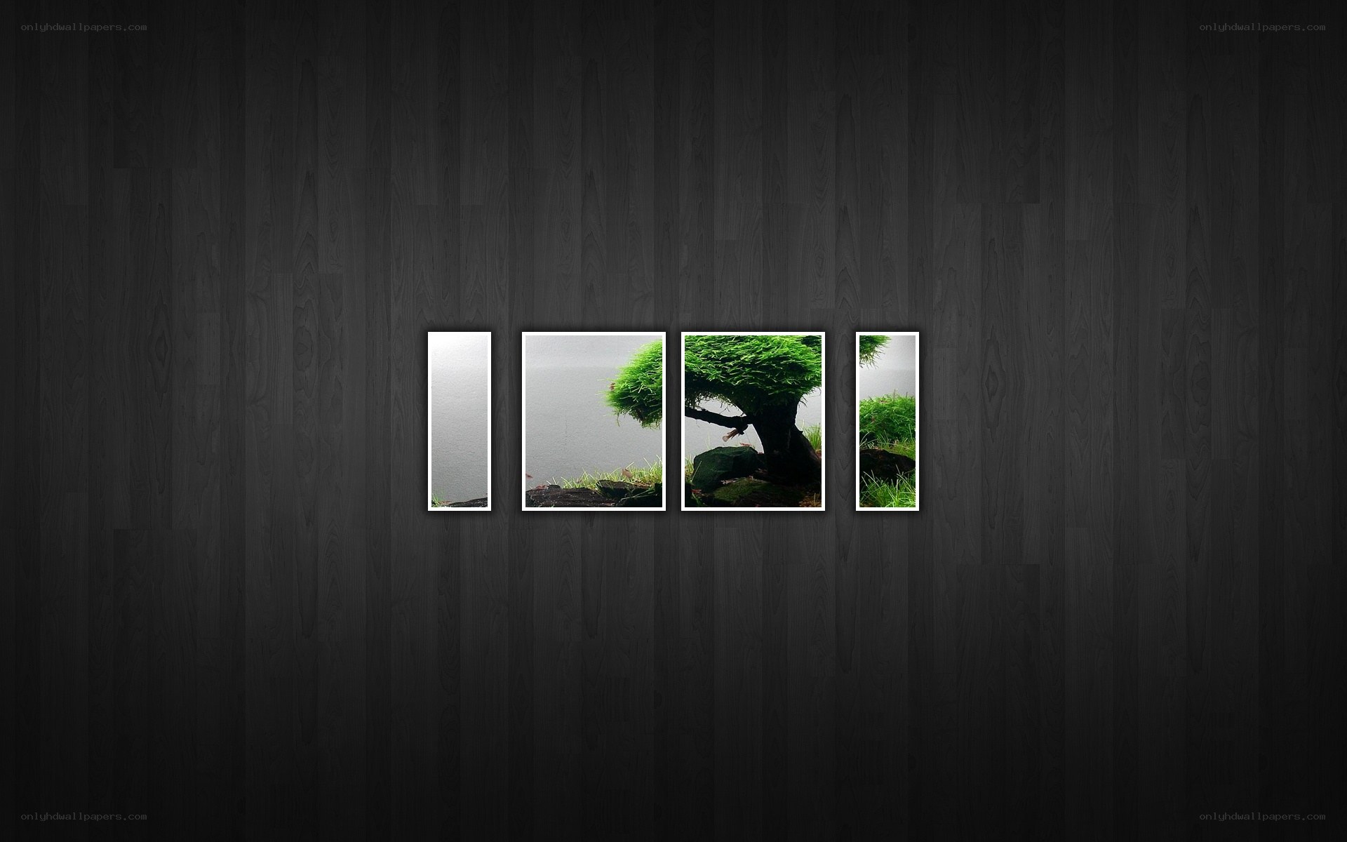 Bonsai tree collage