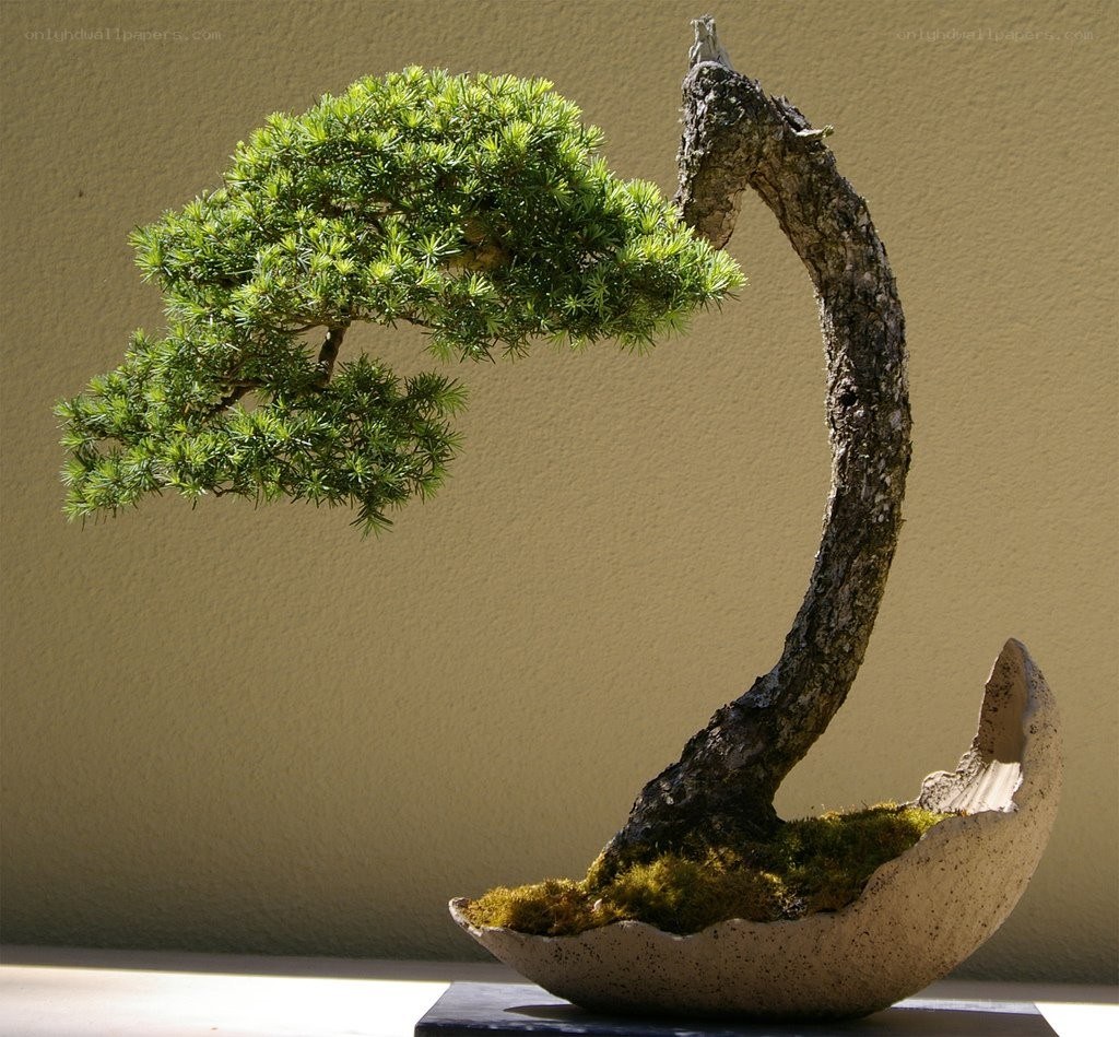 Bonsai tree in a curved pot