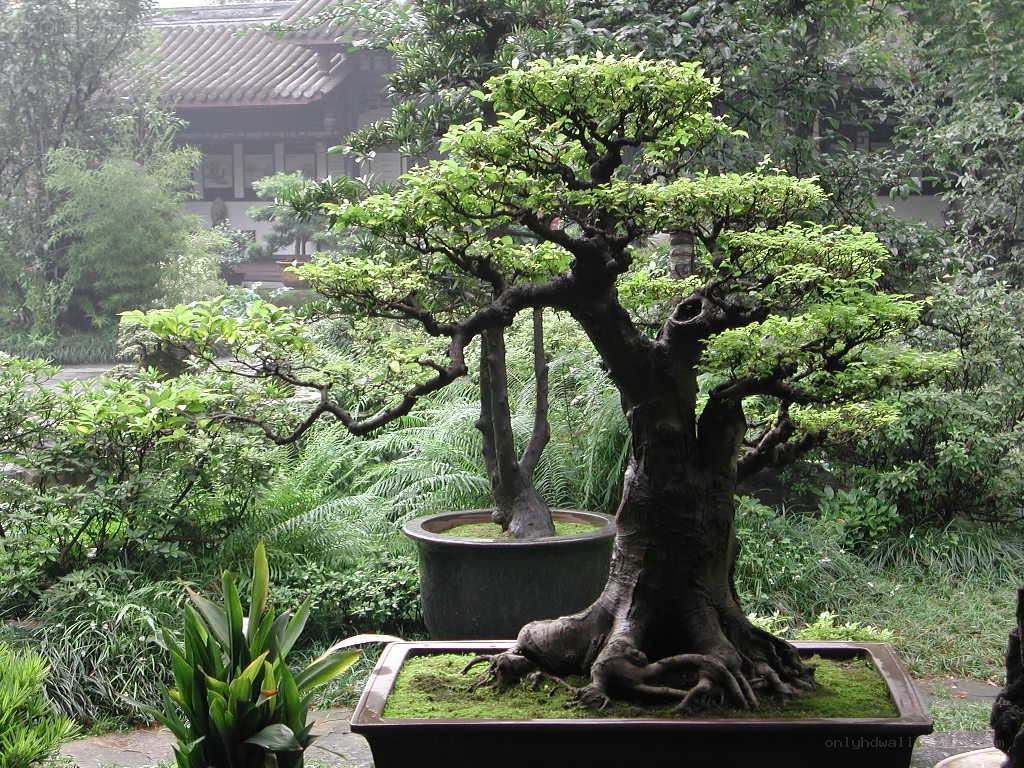 Bonsai tree in a garden