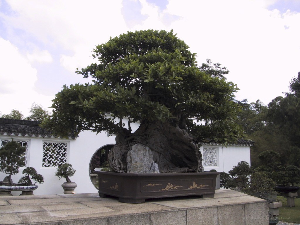 Bonsai tree in a garden