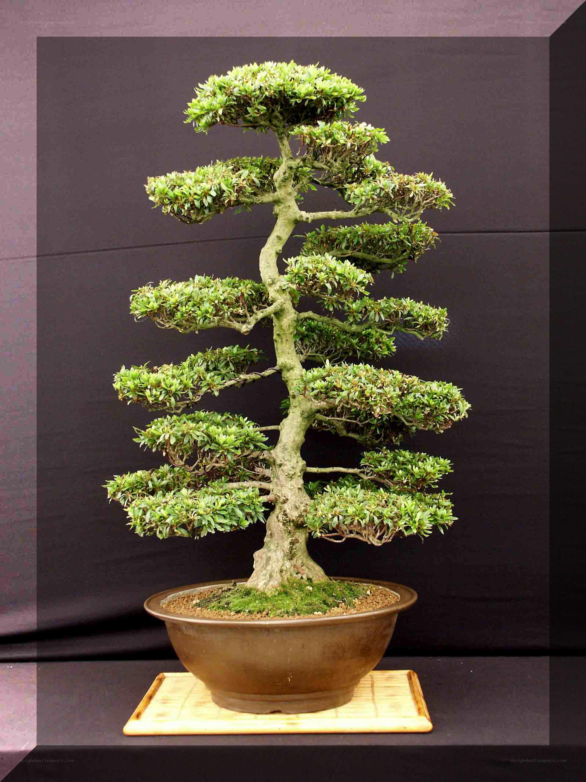 Bonsai tree in a pot