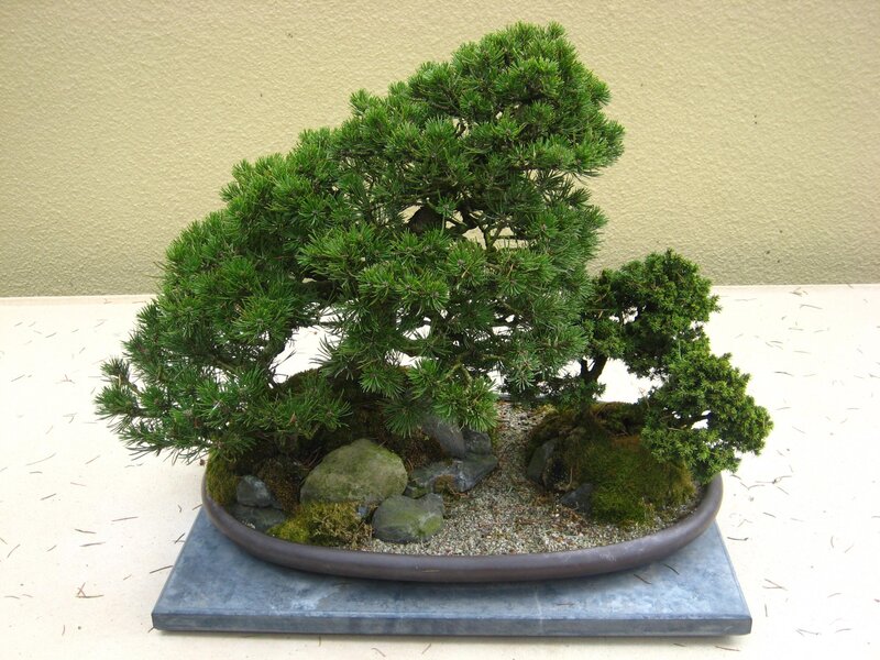Bonsai tree in a pot