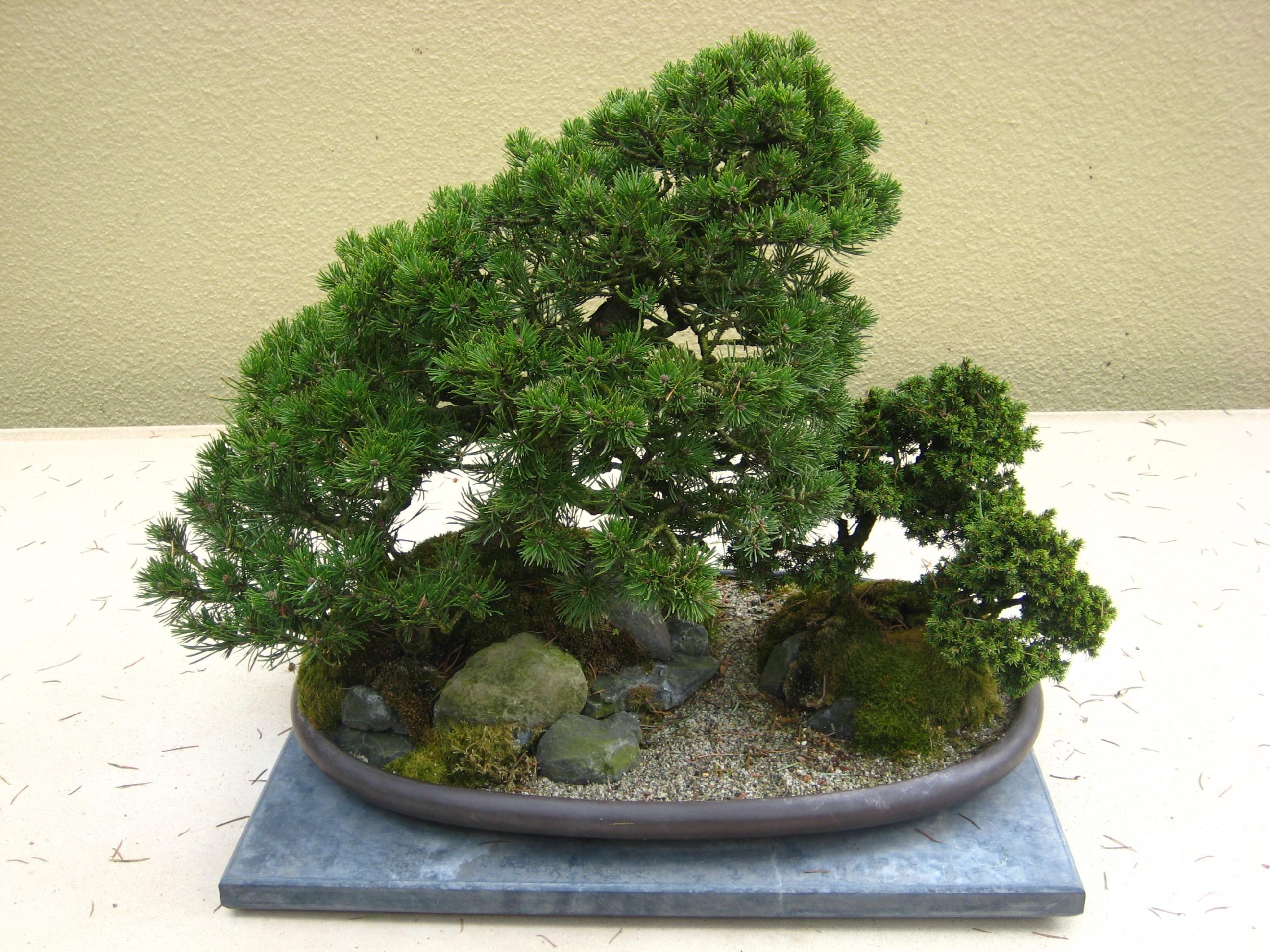 Bonsai tree in a pot