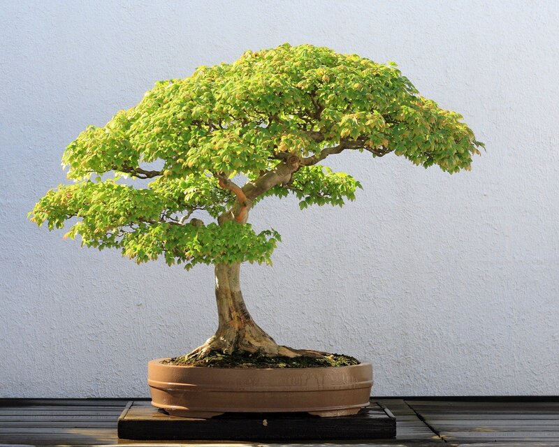 Bonsai tree in a pot