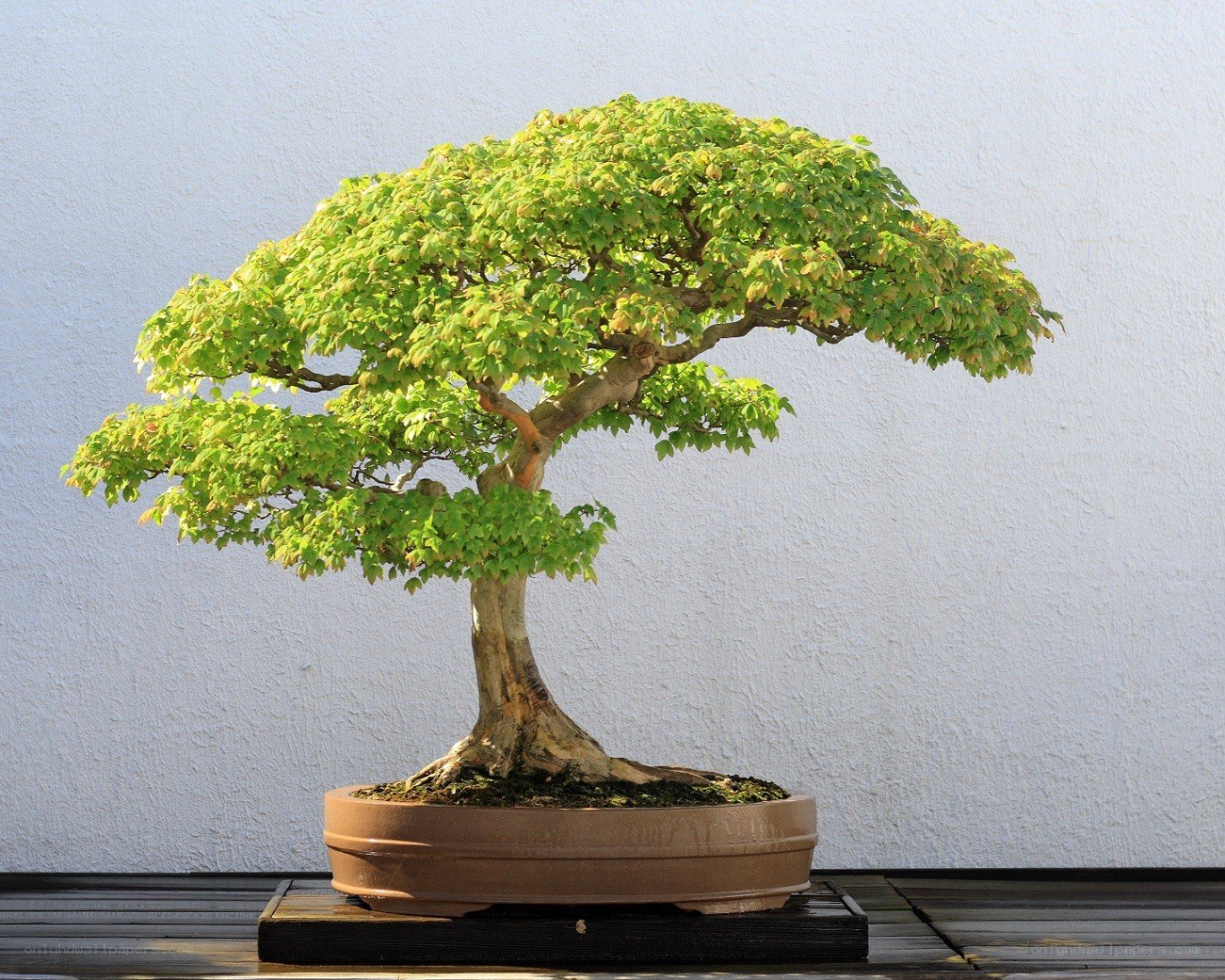 Bonsai tree in a pot