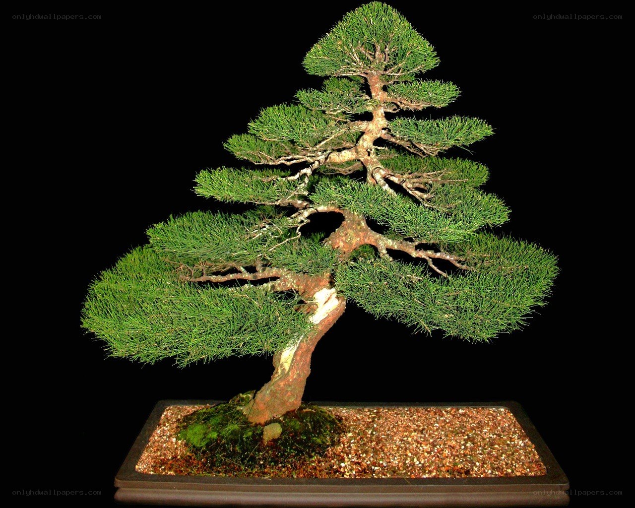 Bonsai tree in a pot