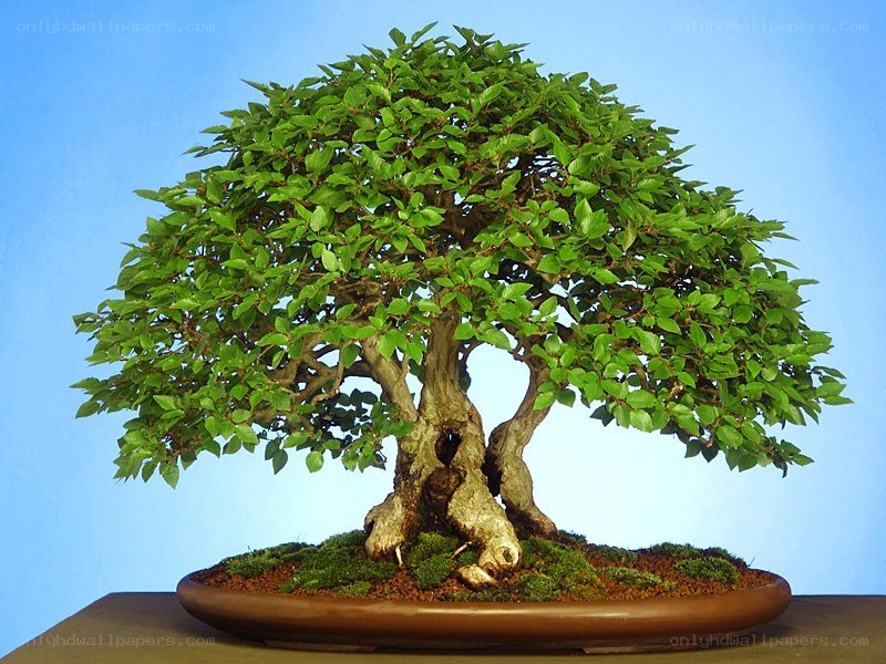 bonsai tree in a pot